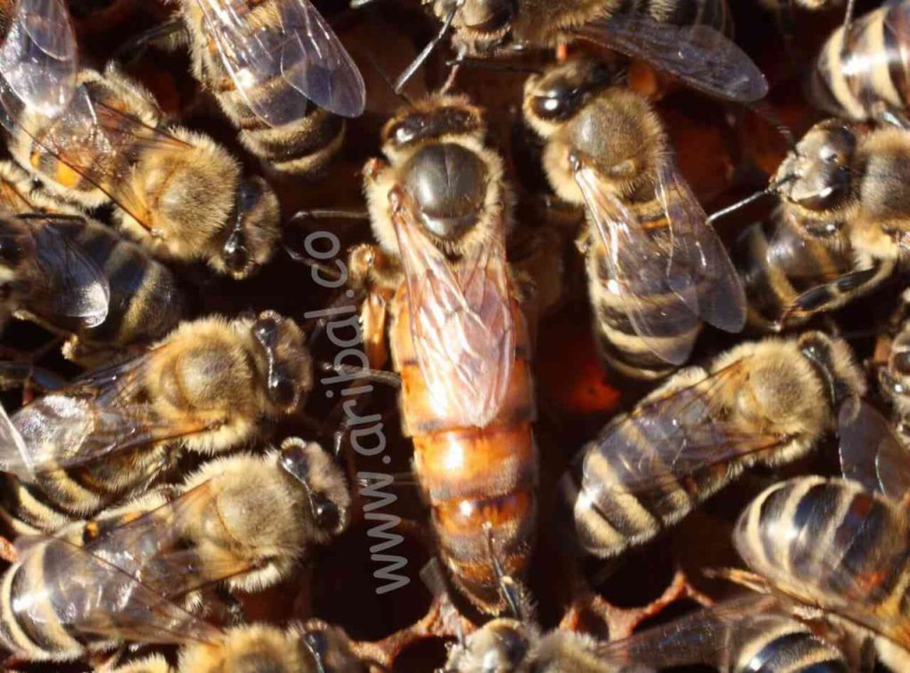 20230128 123022 515449162 1024x758 - غذای ملکه زنبور عسل چیست ؟