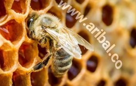800800 280x178 - مراحل تولید عسل توسط زنبور