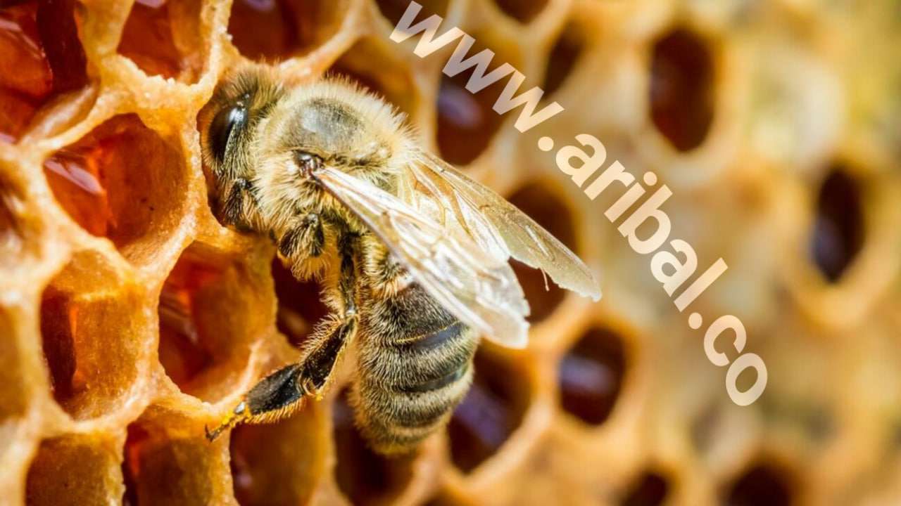 800800 - مراحل تولید عسل توسط زنبور